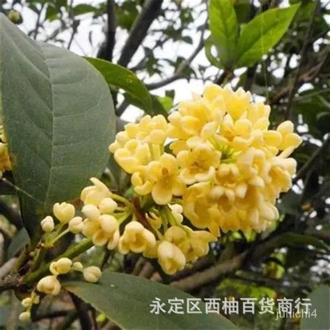 桂花樹種類|桂花